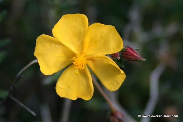 Israel Flowers